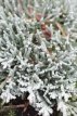 Juniperus horizontalis 'Icee blue'® 20/25 C Juniperus horizontalis 'Icee blue'® (=‘Monber’) | Kruipende Jeneverbes 20-25 C