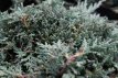 Juniperus horizontalis 'Icee blue'® 20/25 C Juniperus horizontalis 'Icee blue'® (=‘Monber’) | Kruipende Jeneverbes 20-25 C