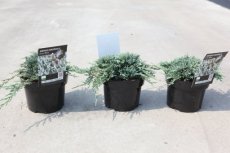 Juniperus horizontalis 'Icee blue'® (=‘Monber’) | Kruipende Jeneverbes 20-25 C