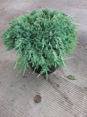 Juniperus horizontalis Icee blue ® (‘Monber’) Juniperus horizontalis Icee blue ®(=‘Monber’) | Kruipende Jeneverbes 30-40 C8