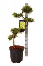 Juniperus Media ‘Pfitz.  Aurea’ - bonsai 80/10 Juniperus Media ‘Pfitzeriana  Aurea’ | Jeneverbes - bonsai - 80-100 C20