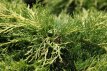 Juniperus pfitz. 'Gold Coast' 25/30 C3 Juniperus x pfitzeriana 'Gold Coast' | Jeneverbes 25-30 C3