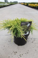 Juniperus pfitz. 'Goldkissen' 25/30 C3