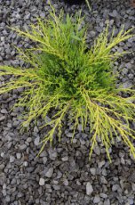 Juniperus Pfitzeriana ‘Old Gold’ 6/8 HA Juniperus Pfitzeriana ‘Old Gold’  6/8  HA | Jeneverbes