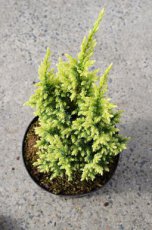 Juniperus pingii 'Hulsdonk Yellow'®