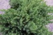 Juniperus procumbens ‘Nana’ - pyr. 60/70 C8 Juniperus procumbens ‘Nana’ (=Green Mound) | Jeneverbes 60-70 C8