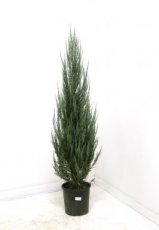 Juniperus scop. ‘Blue Arrow’ 150/175 C18 Juniperus scopulorum ‘Blue Arrow’ | Jeneverbes 150-175 C18