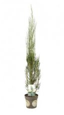 Juniperus scop. ‘Blue Arrow’ 60/80 C5 Juniperus scopulorum ‘Blue Arrow’ | Jeneverbes 60-80 C5