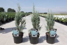 Juniperus scop.'Moonglow' 40/50 C3