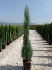 Juniperus scop. ‘Skyrocket’ 175/200 C25 Juniperus scoparius ‘Skyrocket’ | Jeneverbes 175-200 C25