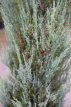 Juniperus scopulorum ‘Blue Arrow’ 50/60 C Juniperus scopulorum ‘Blue Arrow’ | Jeneverbes 50-60 C