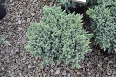 Juniperus squamata ‘Blue Star’ 15/20 C Juniperus squamata ‘Blue Star’| Jeneverbes 15-20 C