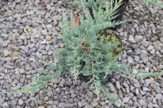 Juniperus squamata ‘Meyeri’ 25/30 C Juniperus squamata ‘Meyeri’ | Jeneverbes 25-30 C