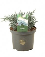 Juniperus squamata 'Tropical Blue' | Jeneverbes 25-30 C5