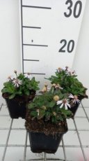 Kalimeris incisa 'Nana Blue' | Zomeraster 30 P9