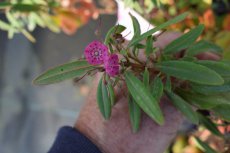 Kalmia angustifolia  ‘Rubra’-Berglaurier/lepelboom 20-25 C