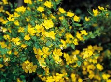 Kerria japonica ‘Golden Guinea’-Ranonkelstruik 40-50 C