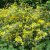 Kerria japonica ‘Picta’ 30/40 C Kerria japonica ‘Picta’-Ranonkelstruik 30-40 C