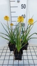 Kniphofia hybr. 'Banana Popsicle' | Vuurpijl 60 P9