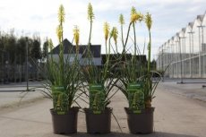 Kniphofia 'Lemon Popsicle'® 40 C2 Kniphofia hybr. 'Lemon Popsicle'® | Vuurpijl 40 C2