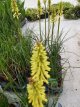 Kniphofia 'Lemon Popsicle'® Kniphofia hybr. 'Lemon Popsicle'® | Vuurpijl 40 P9