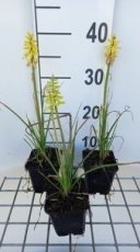 Kniphofia hybr. 'Lemon Popsicle'® | Vuurpijl 40 P9