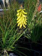 Kniphofia hybr. ‘Little Maid’ | Vuurpijl 60 P9