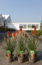 Kniphofia 'Papaya Popsicle'® 60 C2 Kniphofia hybr. 'Papaya Popsicle'® | Vuurpijl 60 C2