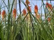 Kniphofia 'Papaya Popsicle'® Kniphofia hybr. 'Papaya Popsicle'® | Vuurpijl 60 P9