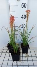 Kniphofia hybr. 'Redhot Popsicle'® | Vuurpijl 60 P9