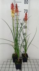 Kniphofia hybr. 'Rocket's Red Glare'(=pyromania)| Vuurpijl 50 P9