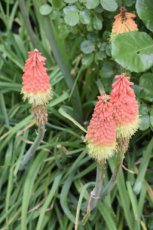 Kniphofia hybr. ‘Royal Standard’ | Vuurpijl 100 P9