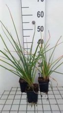 Kniphofia uvaria 'Grandiflora' | Vuurpijl 100 P9