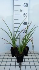 Kniphofia hybr. 'Wrexham Buttercup' | Vuurpijl 80 P9