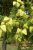Koelreuteria paniculata 12/14 HO MOT Koelreuteria paniculata 12/14 HO Mot  CHINESE  VERNISBOOM