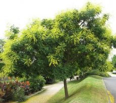 Koelreuteria paniculata -Chinese vernisboom 80-100 C
