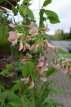 laburnocytisus adamii 125/150 C10 laburnocytisus adamii - Adam's goudenregen 125-150 C10