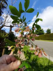 laburnocytisus adamii - Adam's goudenregen 125-150 C10