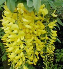 Laburnum anagyroides 25 st. 60-90 BW | GOUDEN REGEN