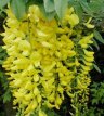 Laburnum anagyroides 40/60 C