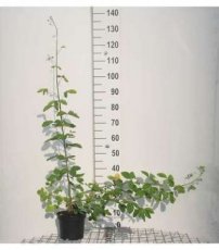 Laburnum anagyroides 40/60 C