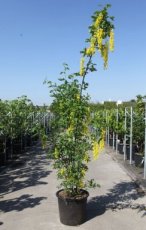 Laburnum watereri ‘Vossii’ 150/175 C12 Laburnum watereri ‘Vossii’- Goudenregen 150-175 C12