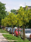 Laburnum watereri ‘Vossii’-Goudenregen 80-100 C4