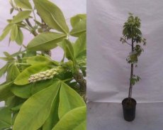 Laburnum watereri ‘Vossii’ - Stam 120 C8 Laburnum watereri ‘Vossii’ - Gouden regen - Stam 120 C8