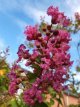 Lagerstroemia ind. 'Fuchsia d'E'tè' 30/40 C3 Lagerstroemia indica 'Fuchsia d'E'tè' - Indische sering 30-40 C3