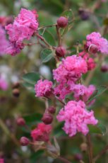 Lagerstroemia indica 'Fuchsia d'E'tè' - Indische sering 30-40 C3