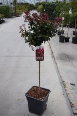 Lagerstroemia indica 'Coral Magic'® - Indische sering - Stam 90 C8