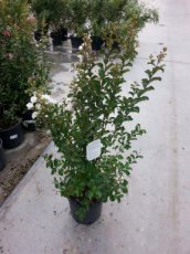 Lagerstroemia ind. 'Glendora White' 30/40 C3 Lagerstroemia indica 'Glendora White' - Indische sering 30-40 C3