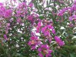 Lagerstroemia x fauriei 'Hopi'- halfstam Lagerstroemia indica x fauriei 'Hopi'  8/10  HA C18  INDISCHE SERING