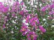 Lagerstroemia indica x fauriei 'Hopi' 8/10 HO C25 Lagerstroemia indica x fauriei 'Hopi'  8/10  HO C25  INDISCHE SERING